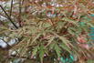 Fächer-Ahorn 'Royal Garnet' - Acer palmatum 'Royal Garnet'
