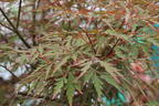 Fächer-Ahorn 'Royal Garnet' - Acer palmatum 'Royal Garnet'