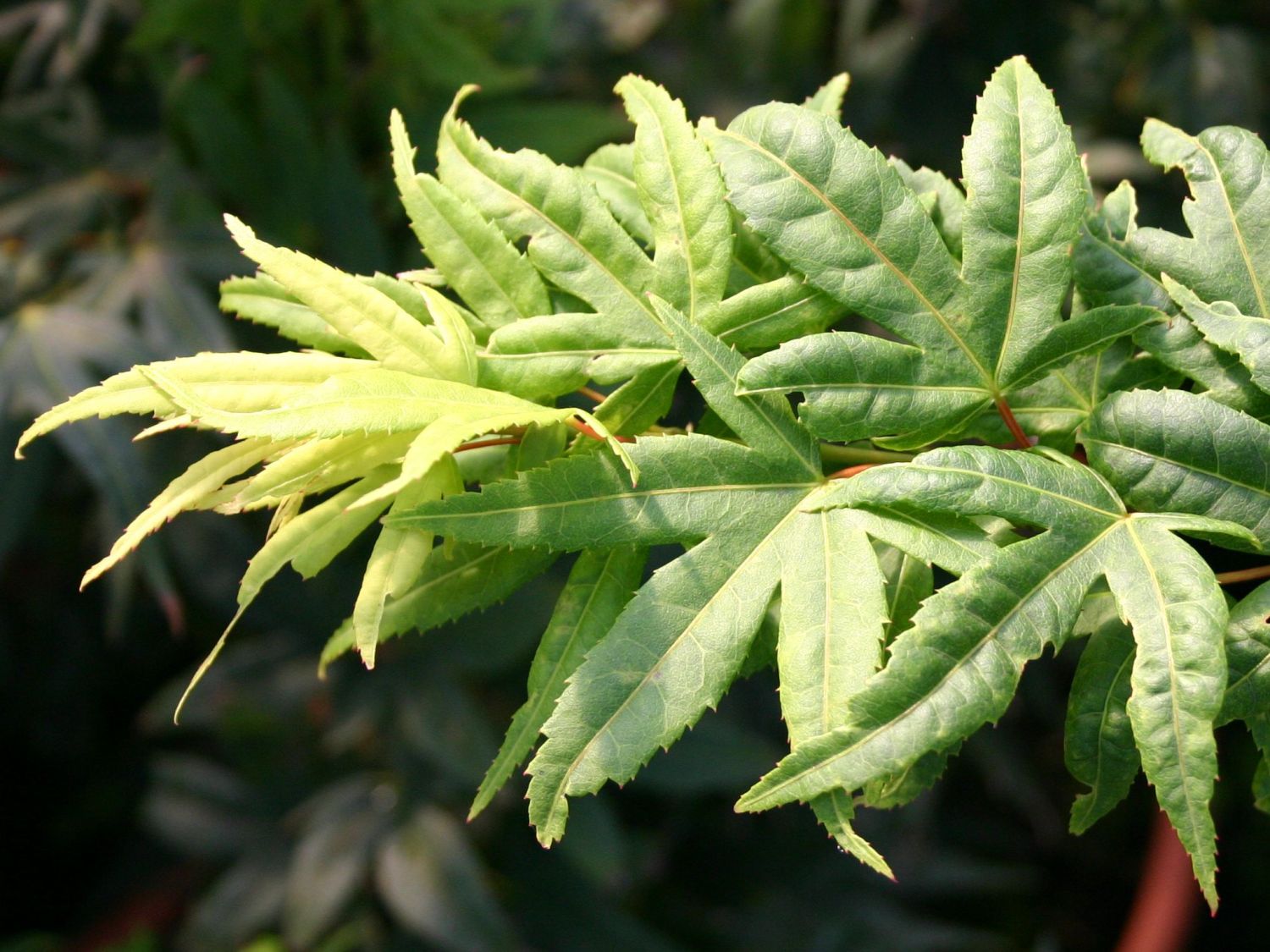 Fächer-Ahorn 'Seiun kaku' - Acer palmatum 'Seiun kaku'