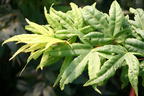 Fächer-Ahorn 'Seiun kaku' - Acer palmatum 'Seiun kaku'