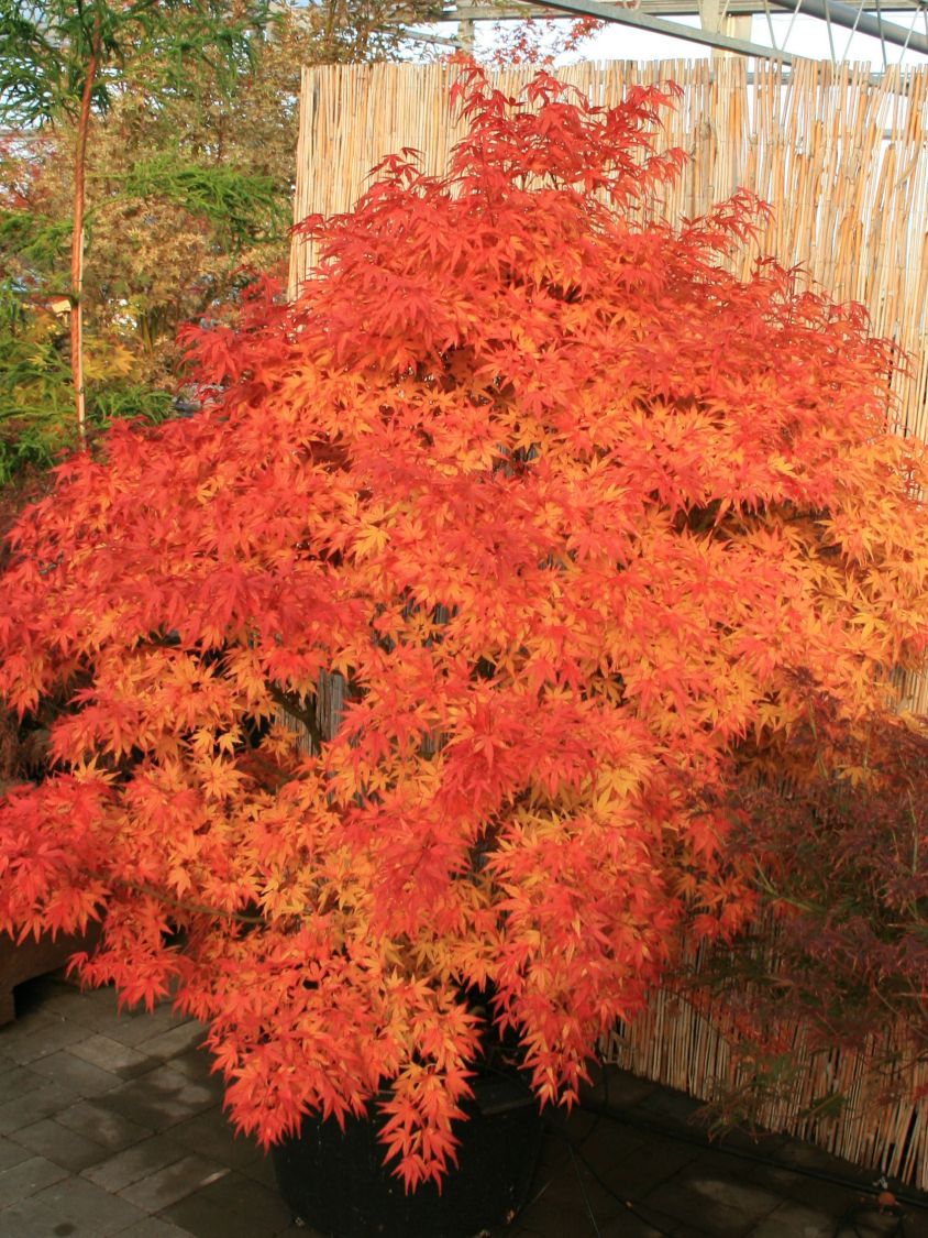 Fächer-Ahorn 'Seiun kaku' - Acer palmatum 'Seiun kaku'