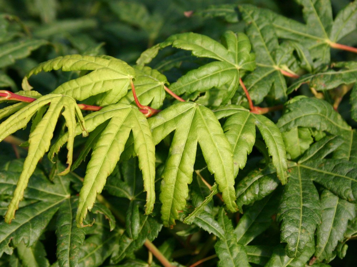 Fächer-Ahorn 'Seiun kaku' - Acer palmatum 'Seiun kaku'