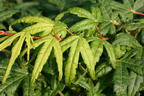 Fächer-Ahorn 'Seiun kaku' - Acer palmatum 'Seiun kaku'