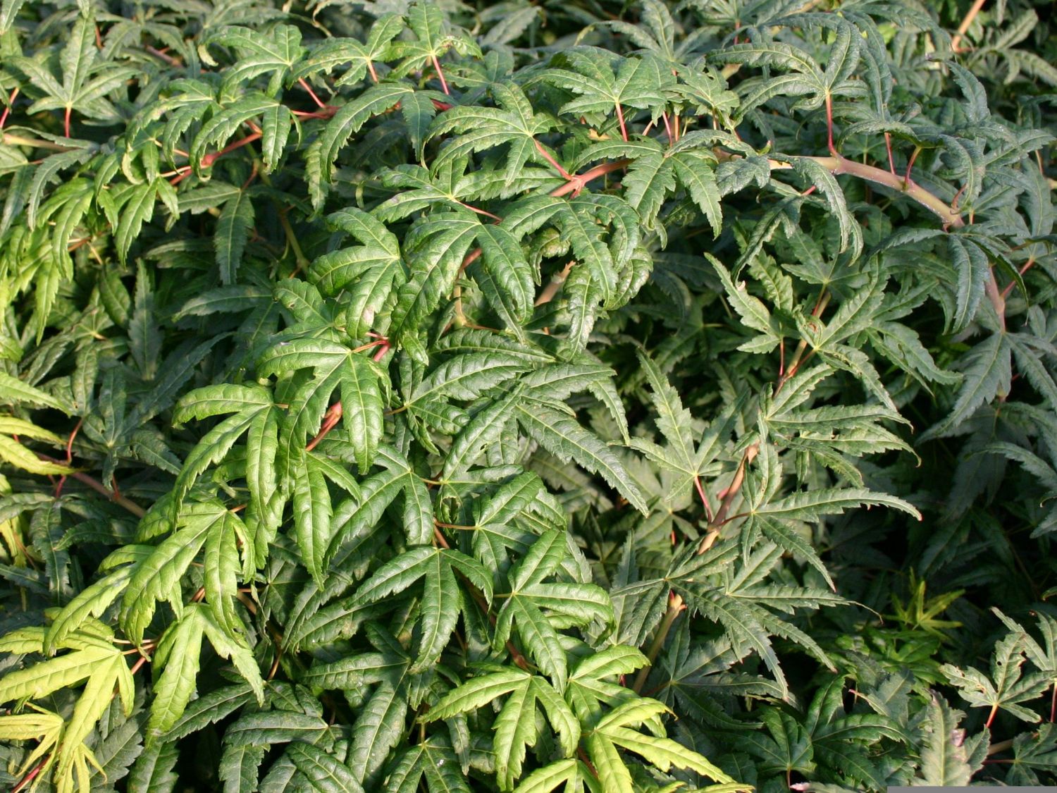 Fächer-Ahorn 'Seiun kaku' - Acer palmatum 'Seiun kaku'
