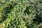 Fächer-Ahorn 'Seiun kaku' - Acer palmatum 'Seiun kaku'