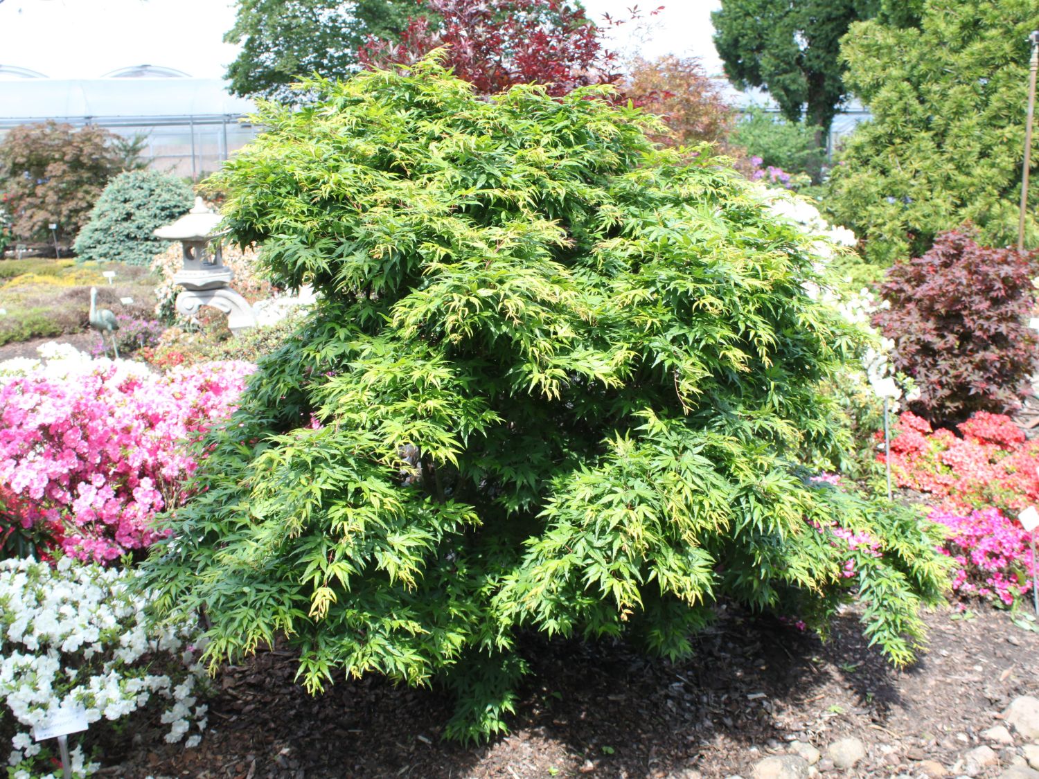 Fächer-Ahorn 'Seiun kaku' - Acer palmatum 'Seiun kaku'