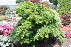 Fächer-Ahorn 'Seiun kaku' - Acer palmatum 'Seiun kaku'