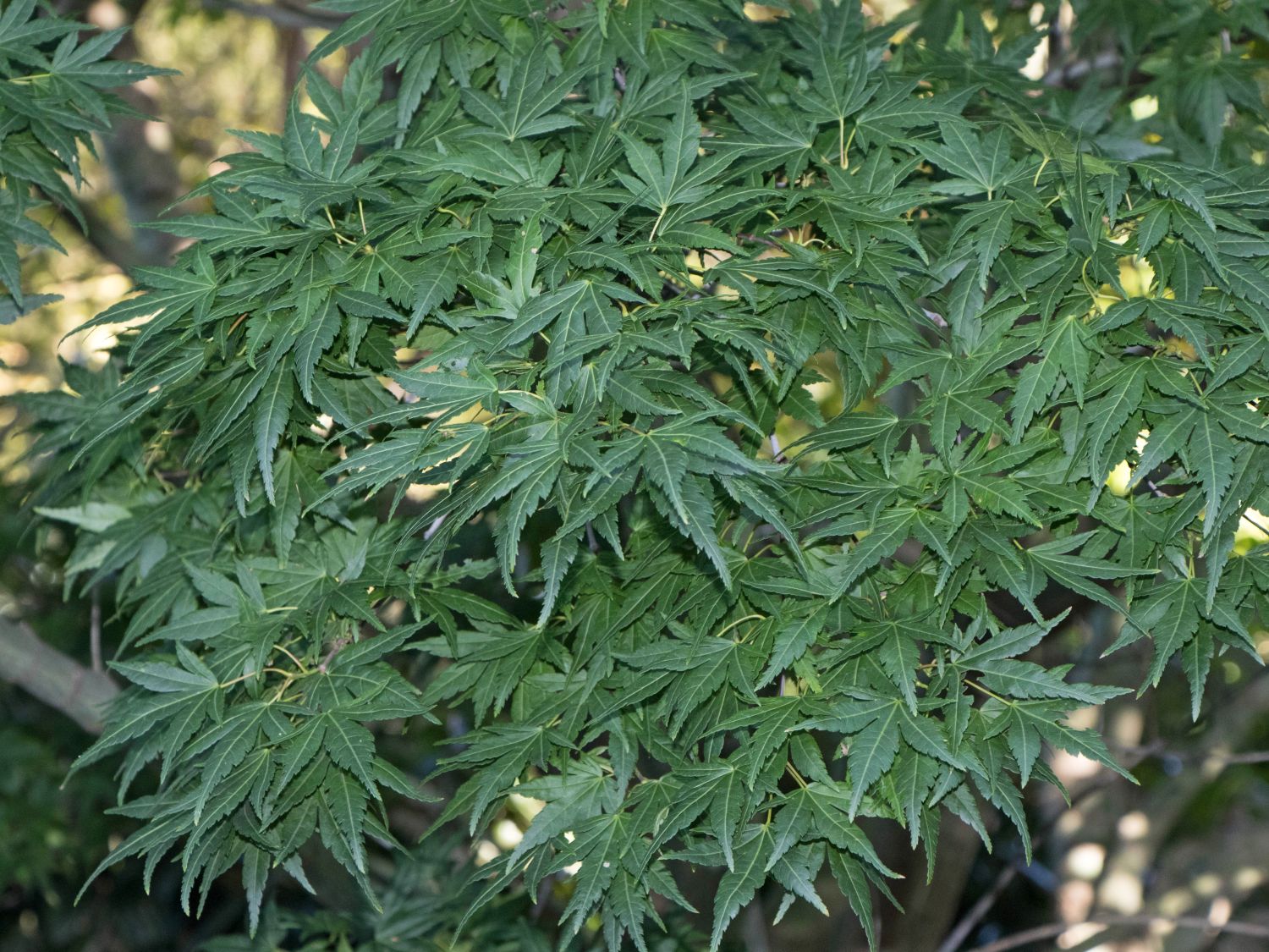 Fächer-Ahorn 'Seiun kaku' - Acer palmatum 'Seiun kaku'