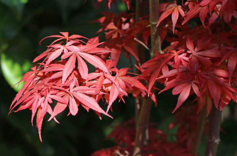 Fächer-Ahorn 'Shaina' - Acer palmatum 'Shaina'