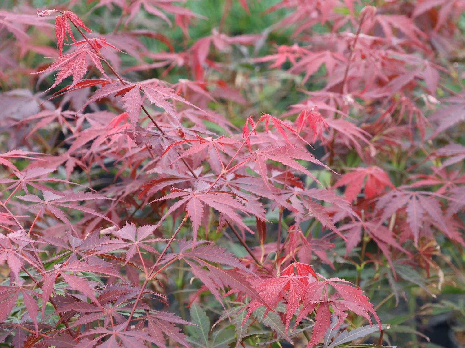 Fächer-Ahorn 'Sumi-nagashi' - Acer palmatum 'Sumi-nagashi'