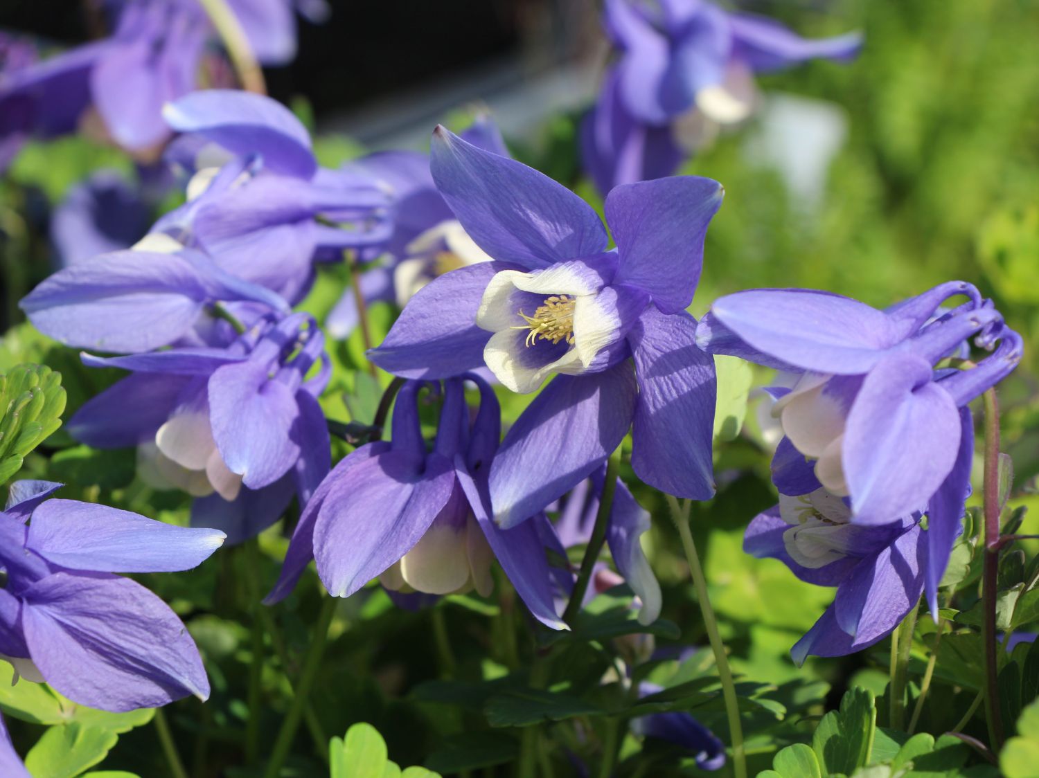 Fächer-Akelei 'Blue Angel'