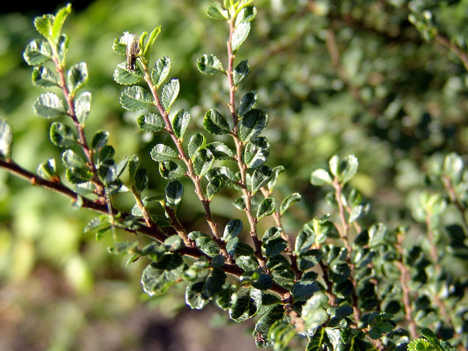 Fächer-Ulme 'Sagai' - Ulmus parvifolia 'Sagai'