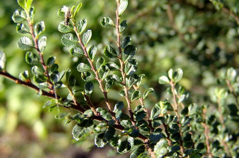 Fächer-Ulme 'Sagai' - Ulmus parvifolia 'Sagai'