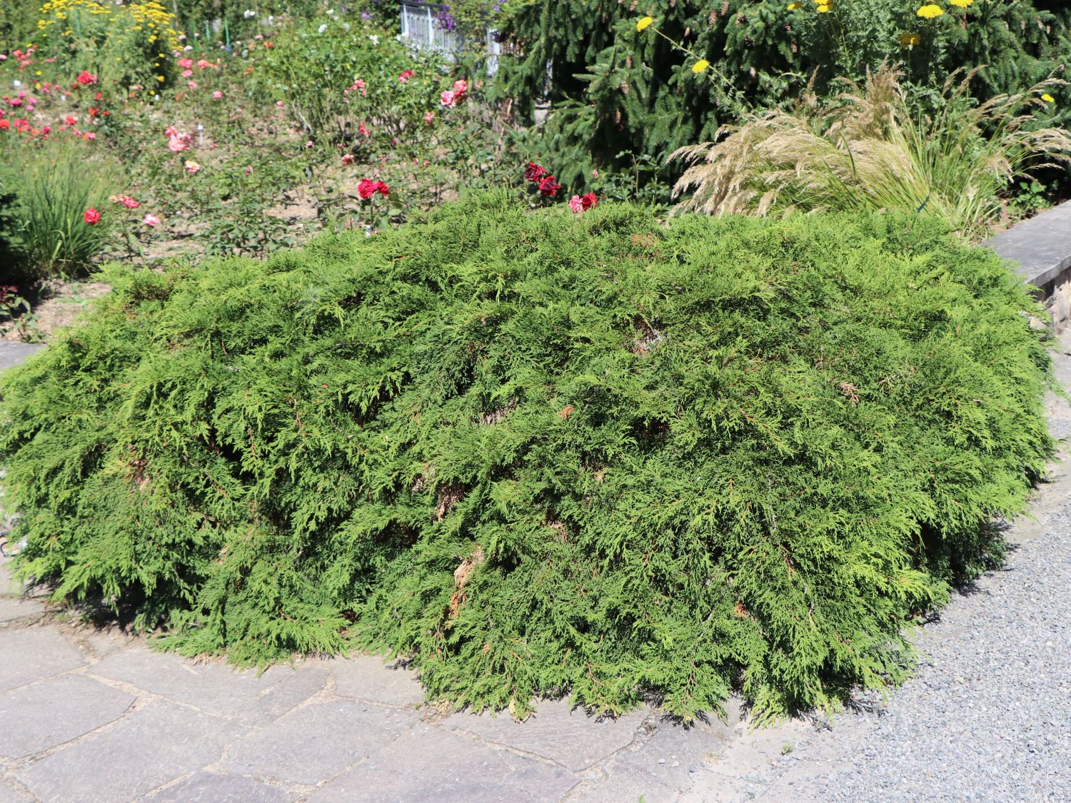 Microbiota (Microbiota)