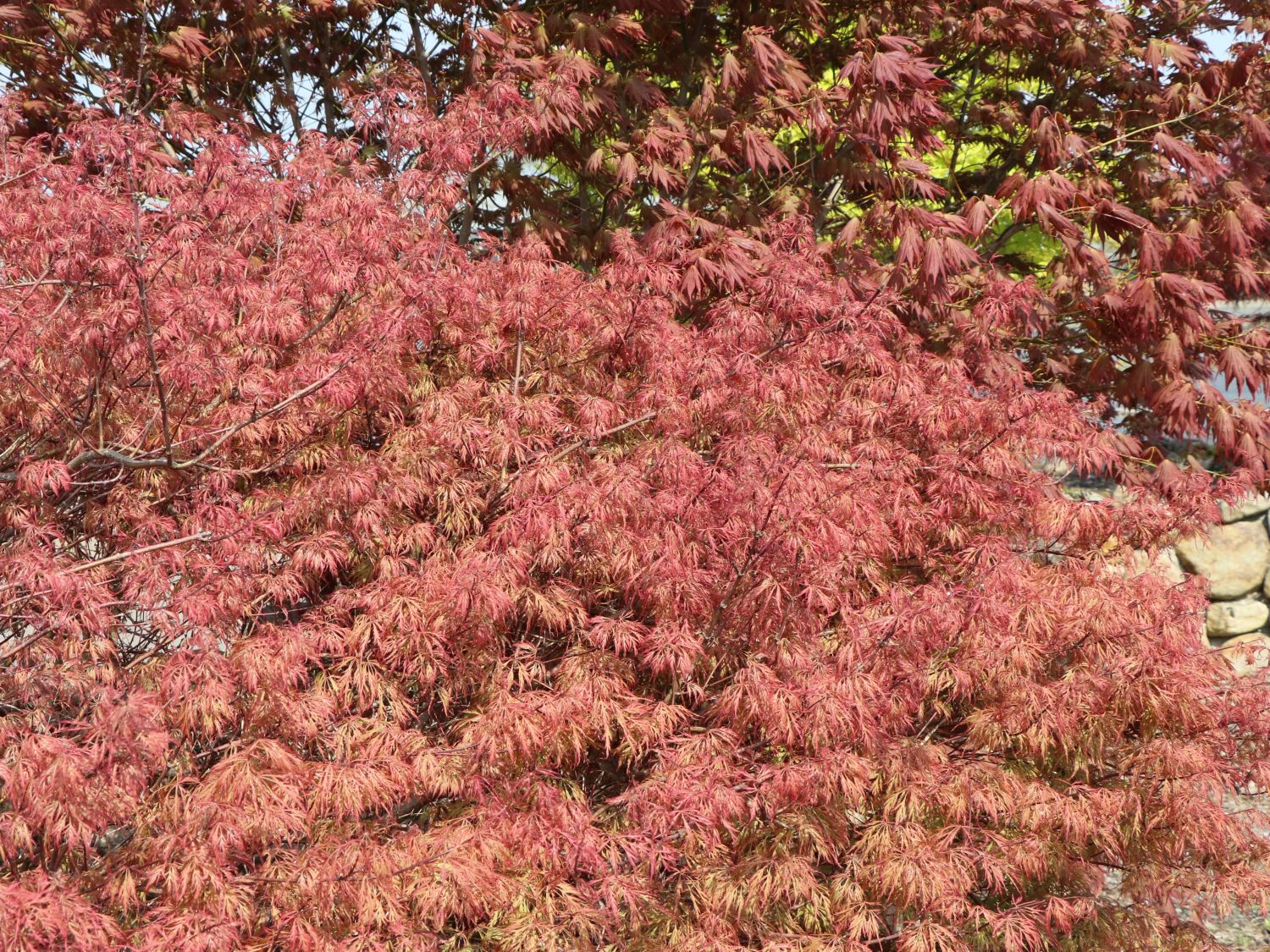 Fächerahorn 'Baldsmith'