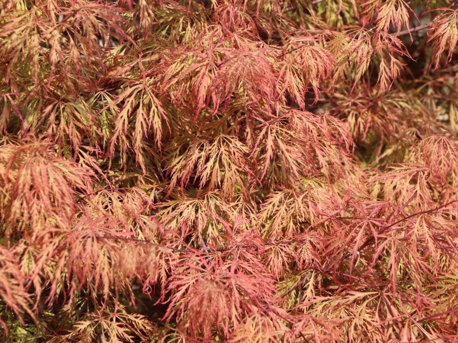 Fächerahorn 'Baldsmith' - Acer palmatum 'Baldsmith'