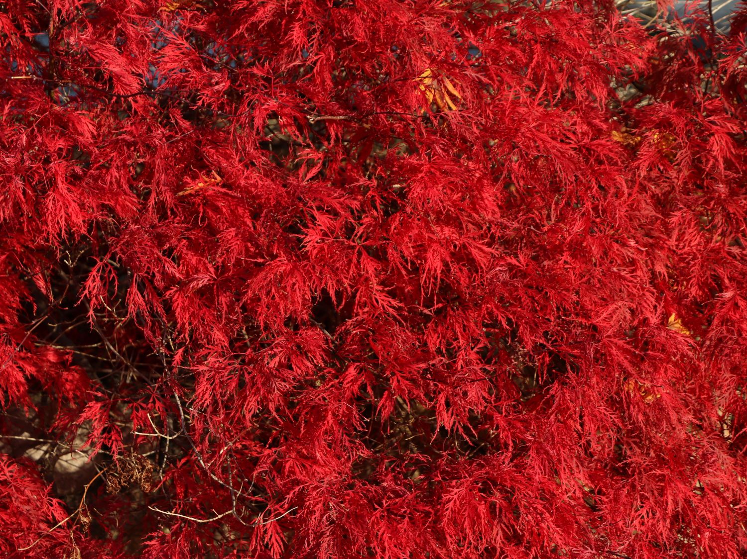 Fächerahorn 'Baldsmith' - Acer palmatum 'Baldsmith'