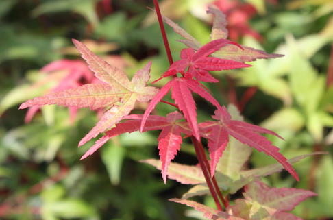 Fächerahorn 'Beni-maiko' - Acer palmatum 'Beni-maiko'