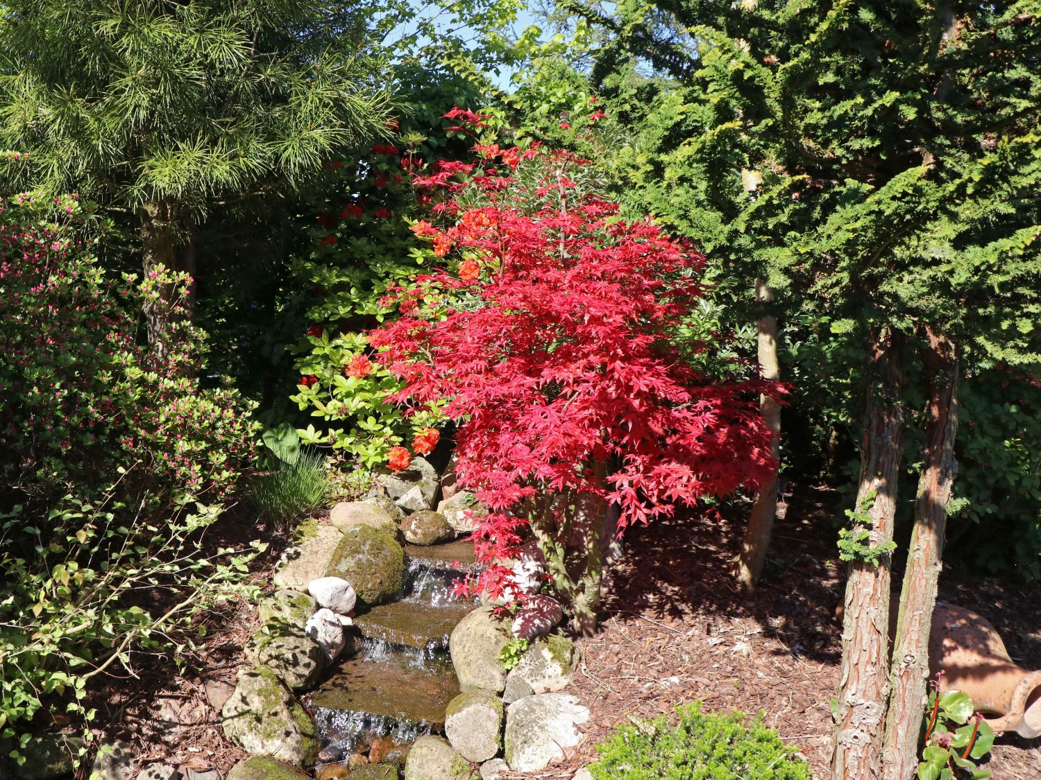 Japanischer Fächerahorn / Korallen-Ahorn 'Corallinum' - Acer palmatum 'Corallinum'