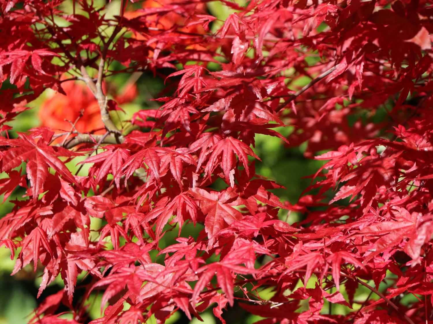 Japanischer Fächerahorn / Korallen-Ahorn 'Corallinum' - Acer palmatum 'Corallinum'