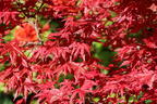 Japanischer Fächerahorn / Korallen-Ahorn 'Corallinum' - Acer palmatum 'Corallinum'