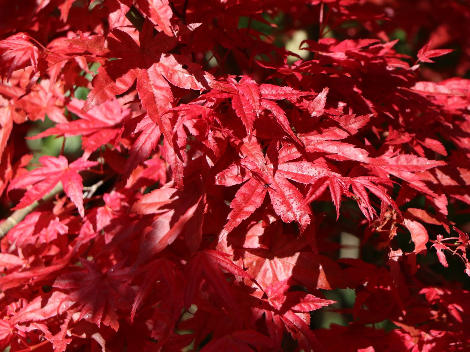 Japanischer Fächerahorn / Korallen-Ahorn 'Corallinum' - Acer palmatum 'Corallinum'