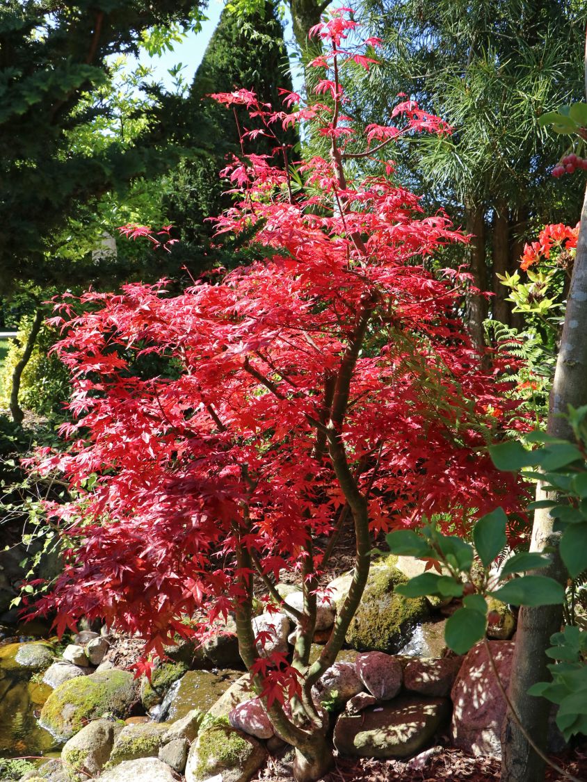 Japanischer Fächerahorn / Korallen-Ahorn 'Corallinum' - Acer palmatum 'Corallinum'