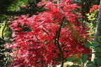 Japanischer Fächerahorn / Korallen-Ahorn 'Corallinum' - Acer palmatum 'Corallinum'