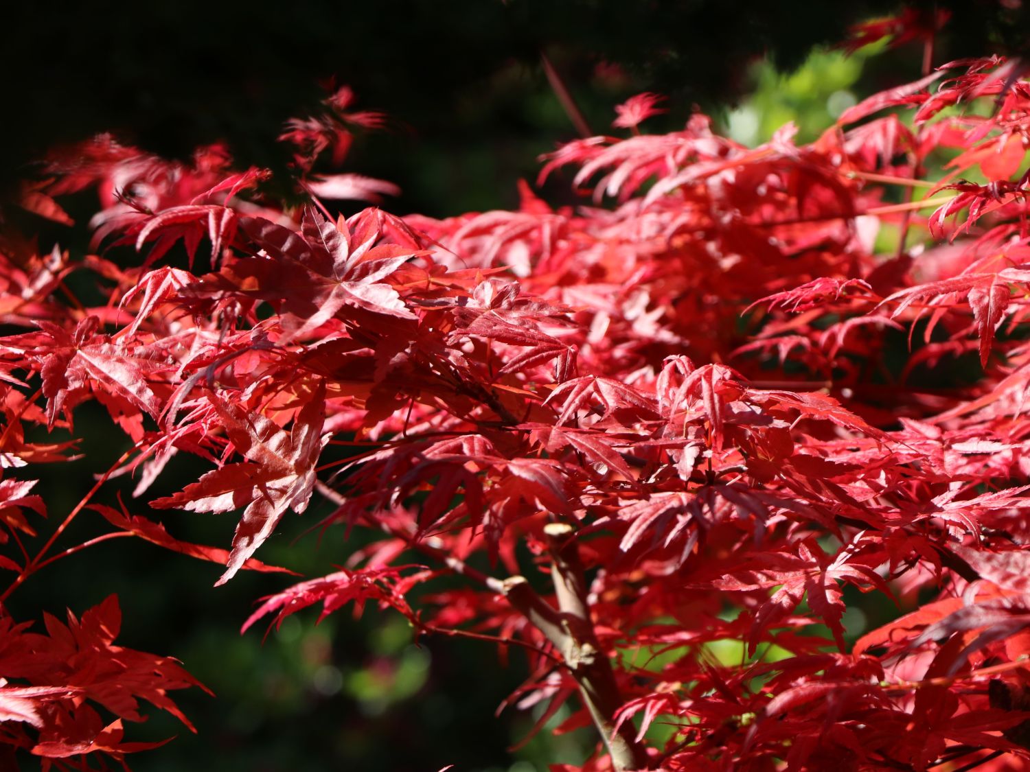 Japanischer Fächerahorn / Korallen-Ahorn 'Corallinum' - Acer palmatum 'Corallinum'