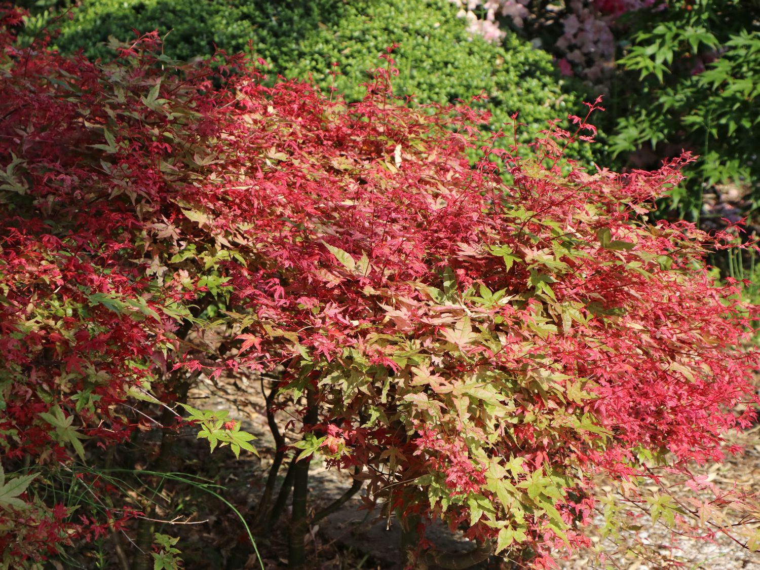 Japanischer Fächerahorn / Korallen-Ahorn 'Corallinum' - Acer palmatum 'Corallinum'