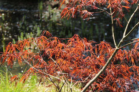 Fächerahorn 'Enkan' - Acer palmatum 'Enkan'