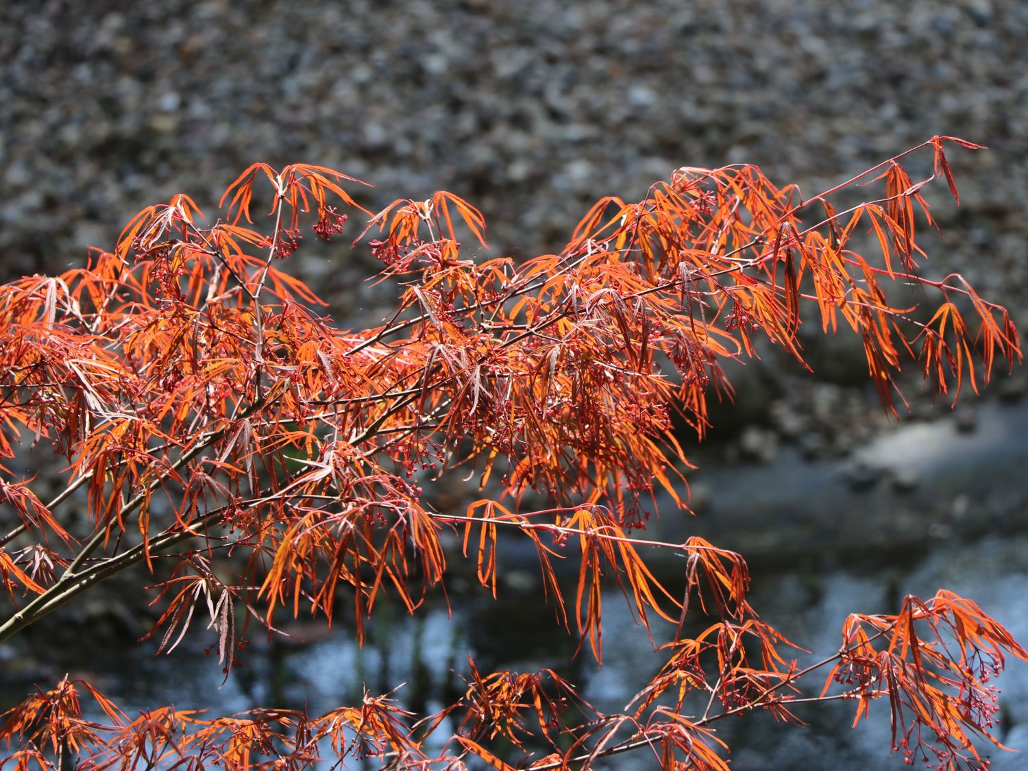 Fächerahorn 'Enkan' - Acer palmatum 'Enkan'