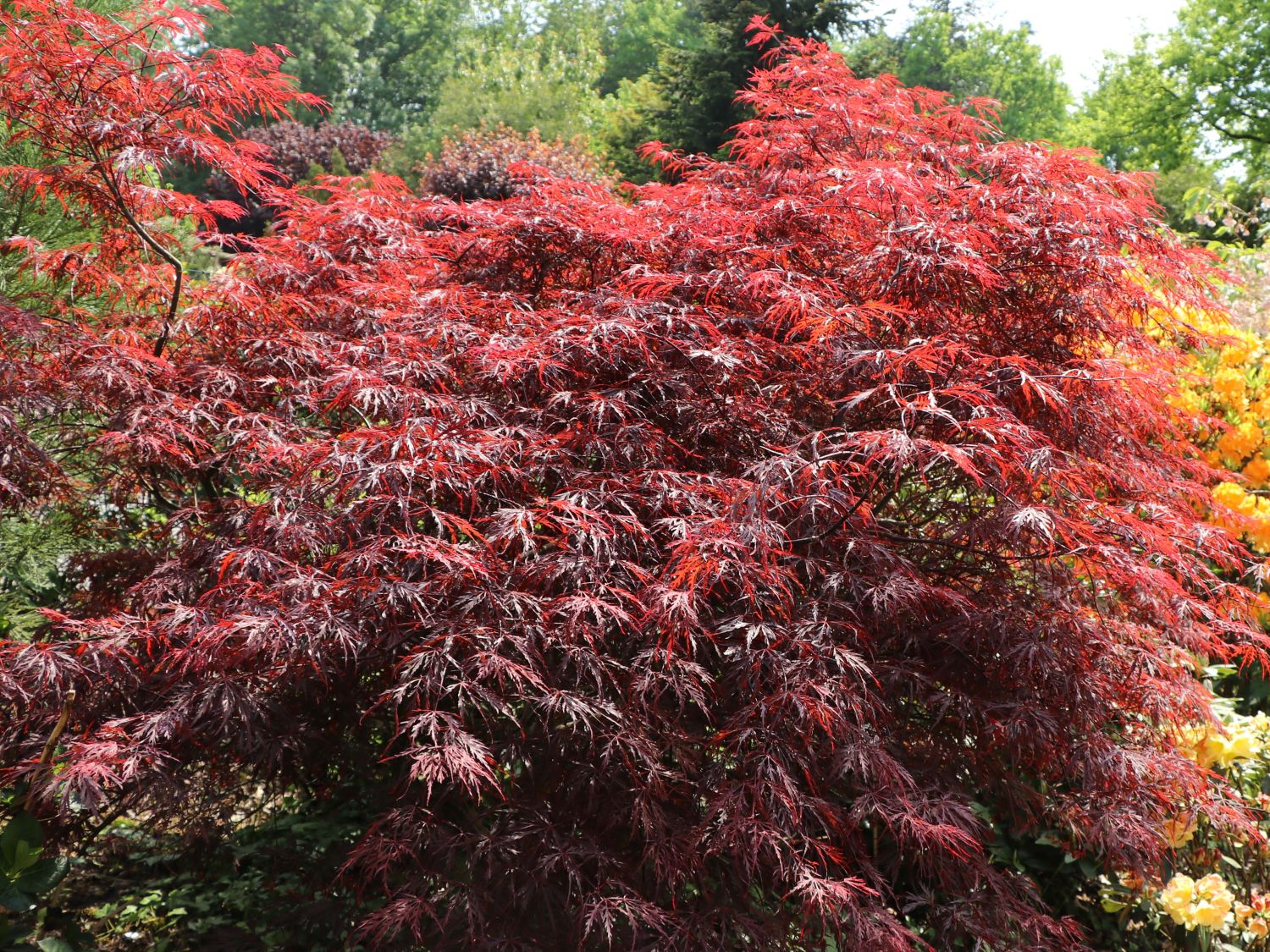 Fächerahorn 'Firecracker' - Acer palmatum 'Firecracker'