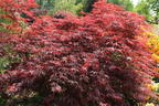 Fächerahorn 'Firecracker' - Acer palmatum 'Firecracker'