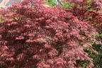 Fächerahorn 'Firecracker' - Acer palmatum 'Firecracker'