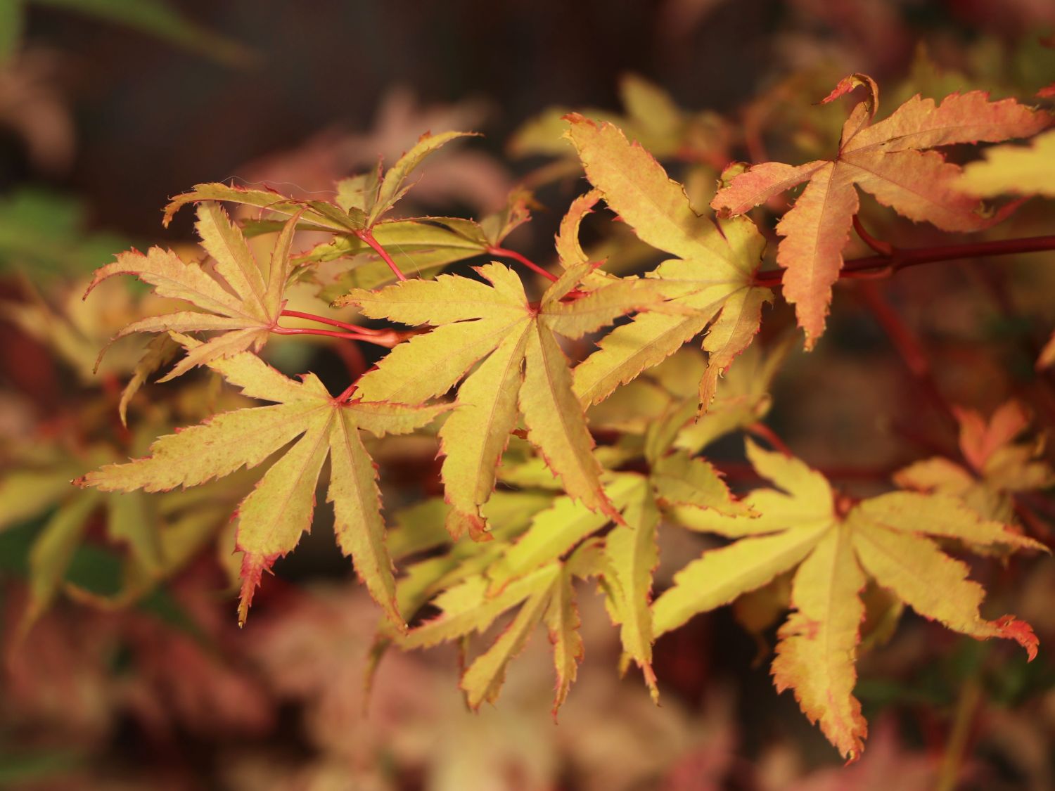 Fächerahorn 'Golden Treasure'