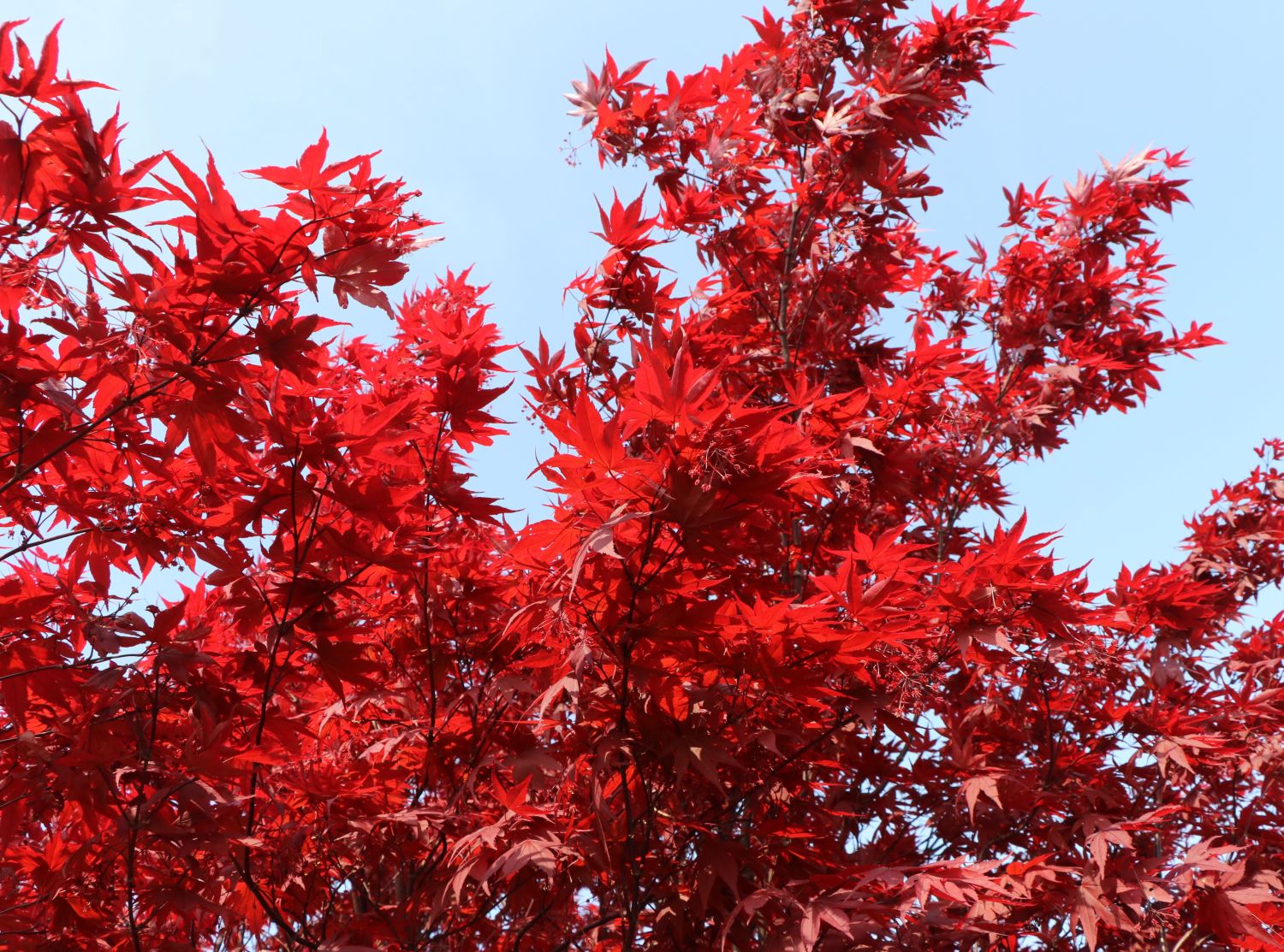 Fächerahorn 'Granat' - Acer palmatum 'Granat'