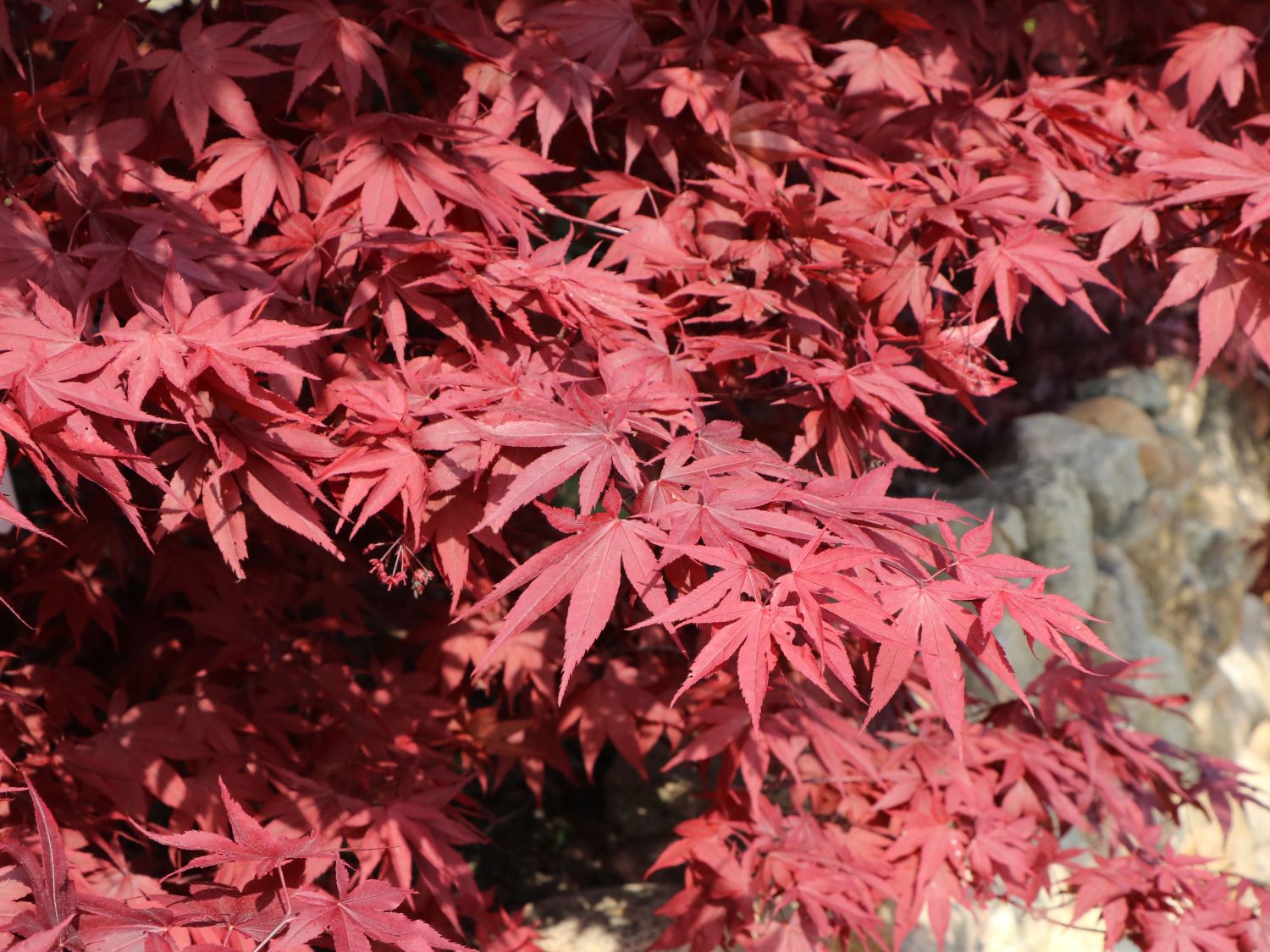 Fächerahorn 'Granat' - Acer palmatum 'Granat'