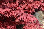 Fächerahorn 'Granat' - Acer palmatum 'Granat'