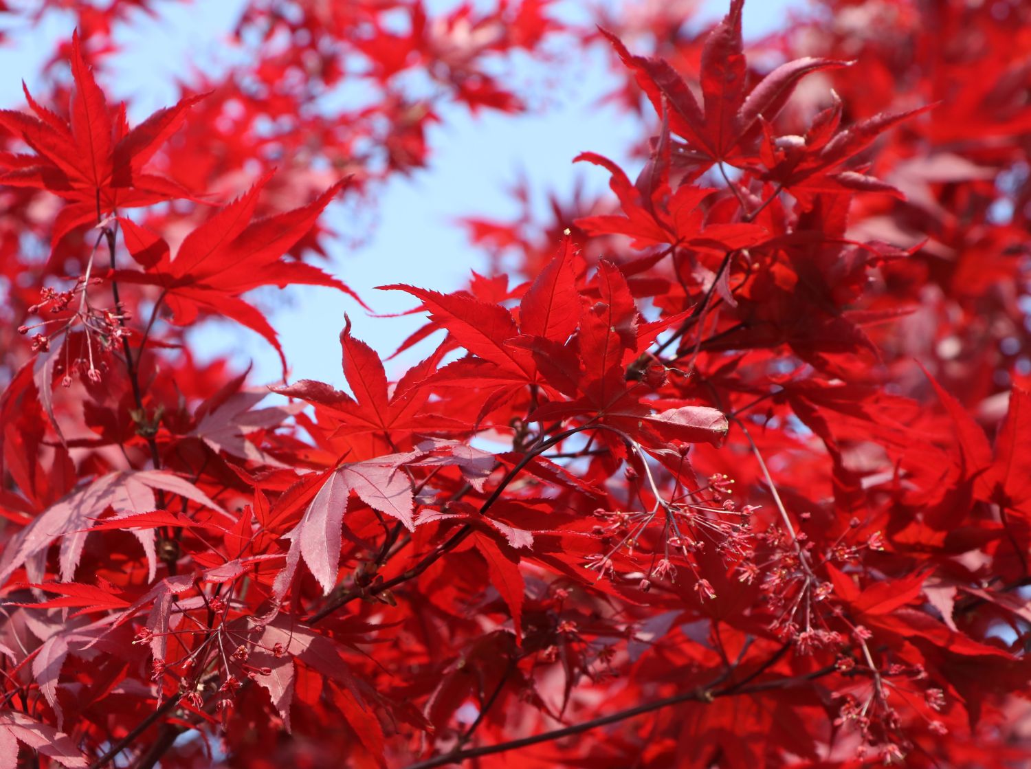 Fächerahorn 'Granat' - Acer palmatum 'Granat'