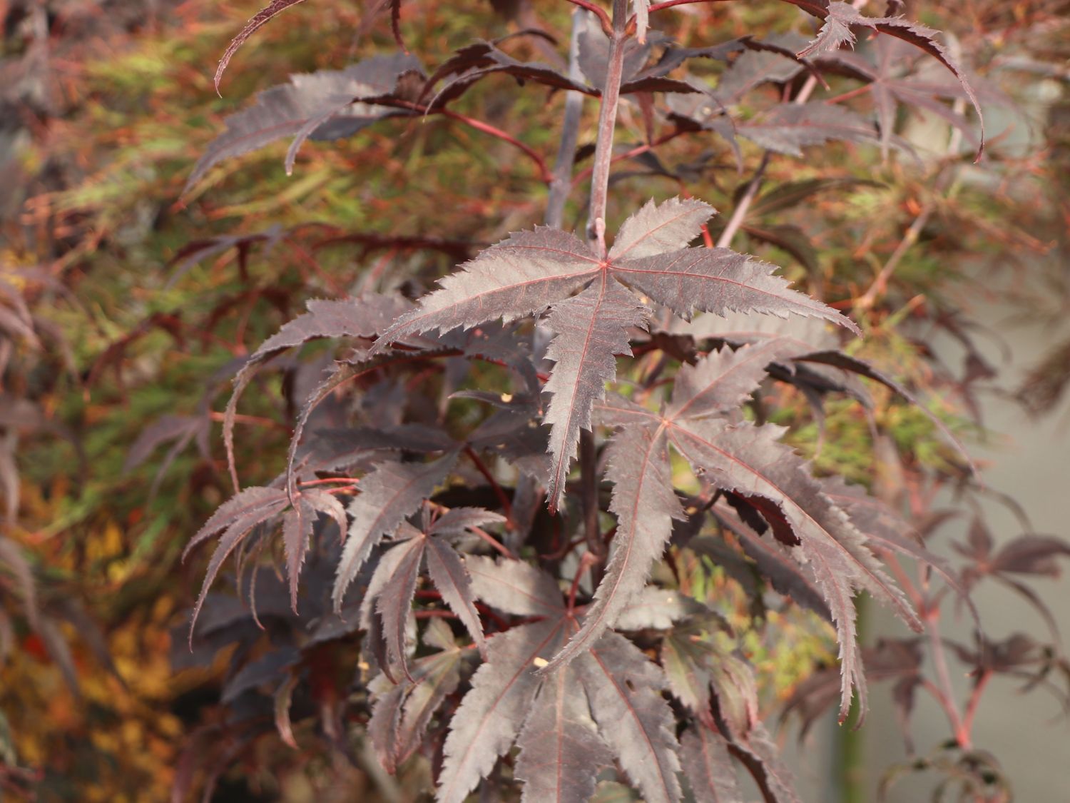 Fächerahorn 'Granat' - Acer palmatum 'Granat'