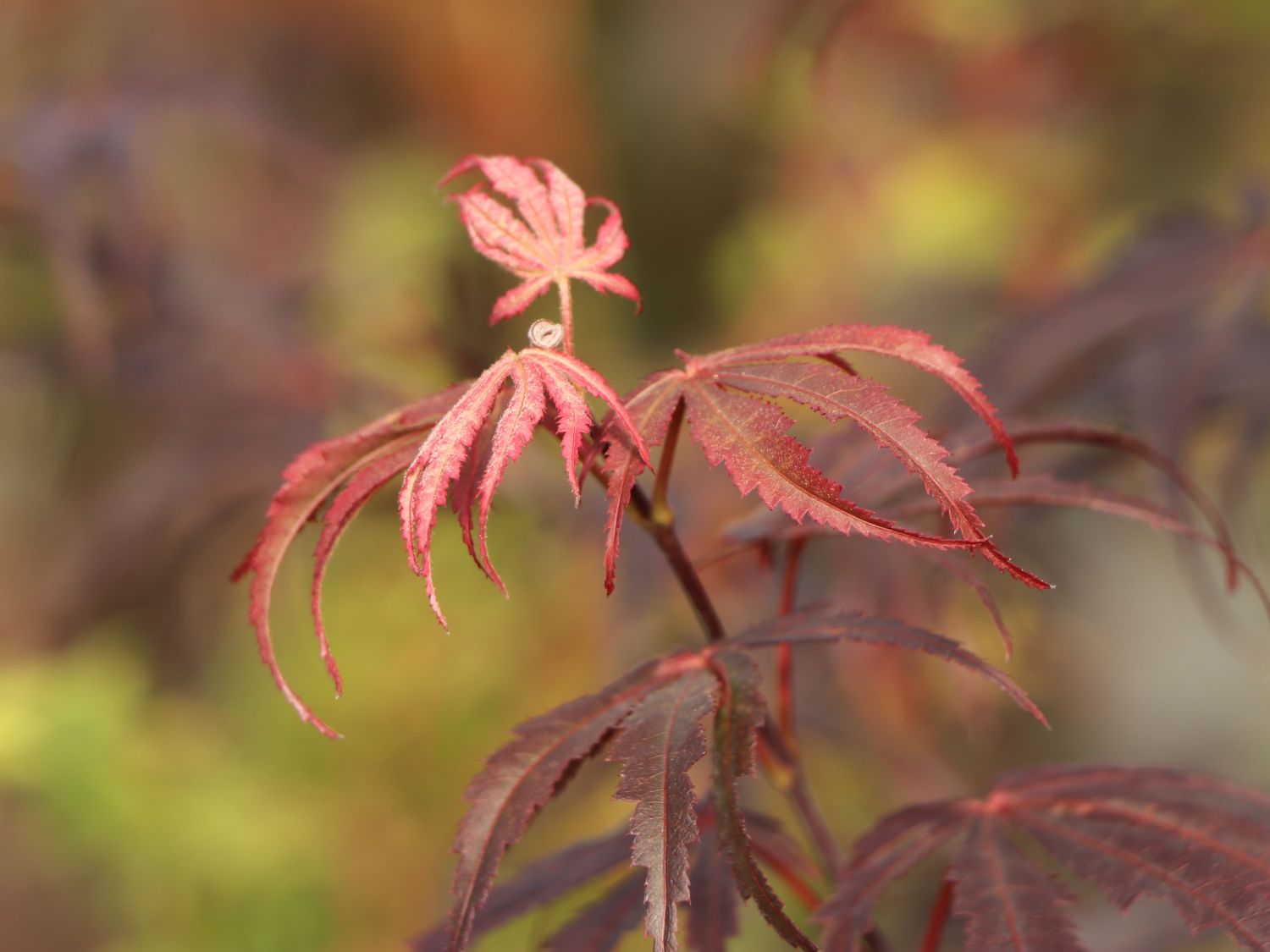 Fächerahorn 'Granat' - Acer palmatum 'Granat'