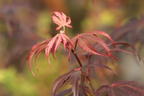 Fächerahorn 'Granat' - Acer palmatum 'Granat'