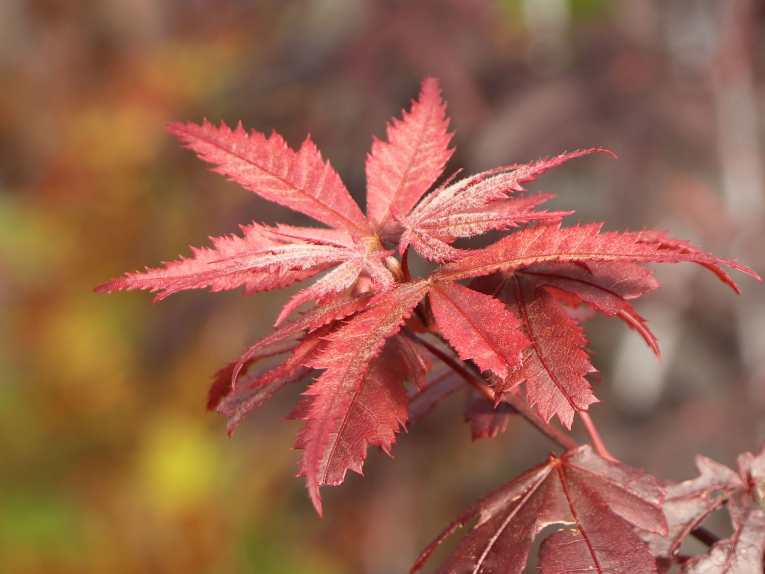 Fächerahorn 'Granat' - Acer palmatum 'Granat'