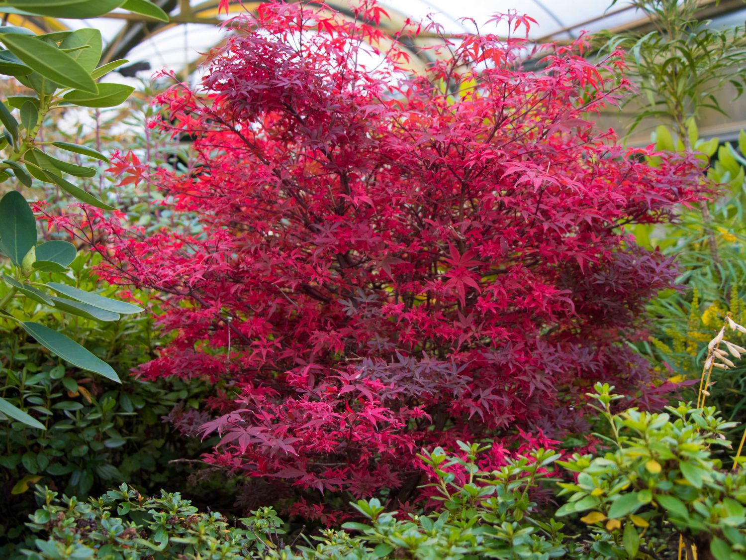 Fächerahorn 'Hime shojoh'