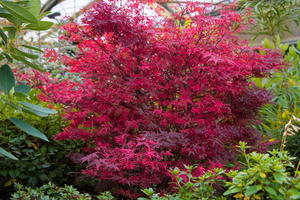 Fächerahorn 'Hime shojoh'