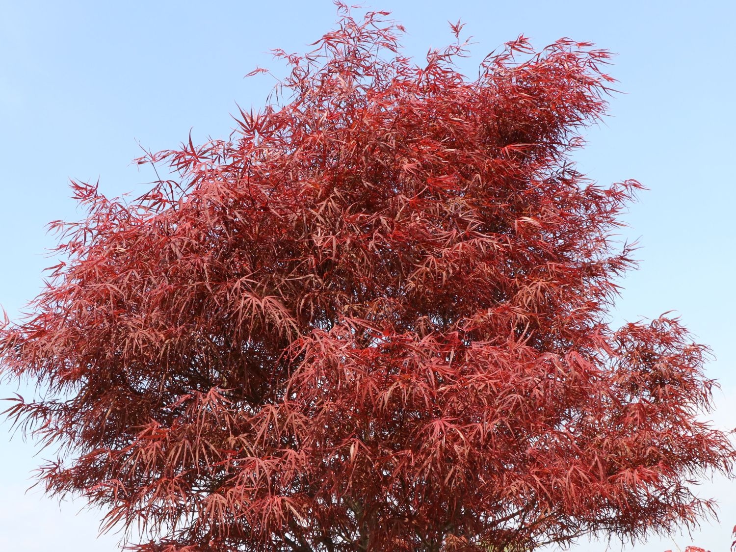 Fächerahorn 'Hupp's Red Willow'