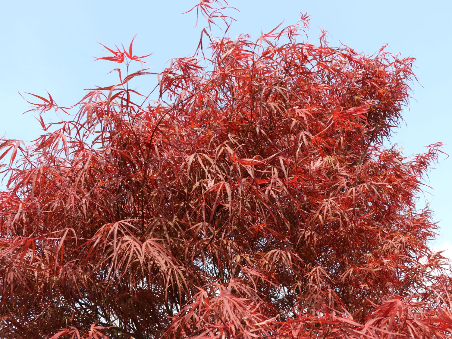 Fächerahorn 'Hupp's Red Willow' - Acer palmatum 'Hupp's Red Willow'