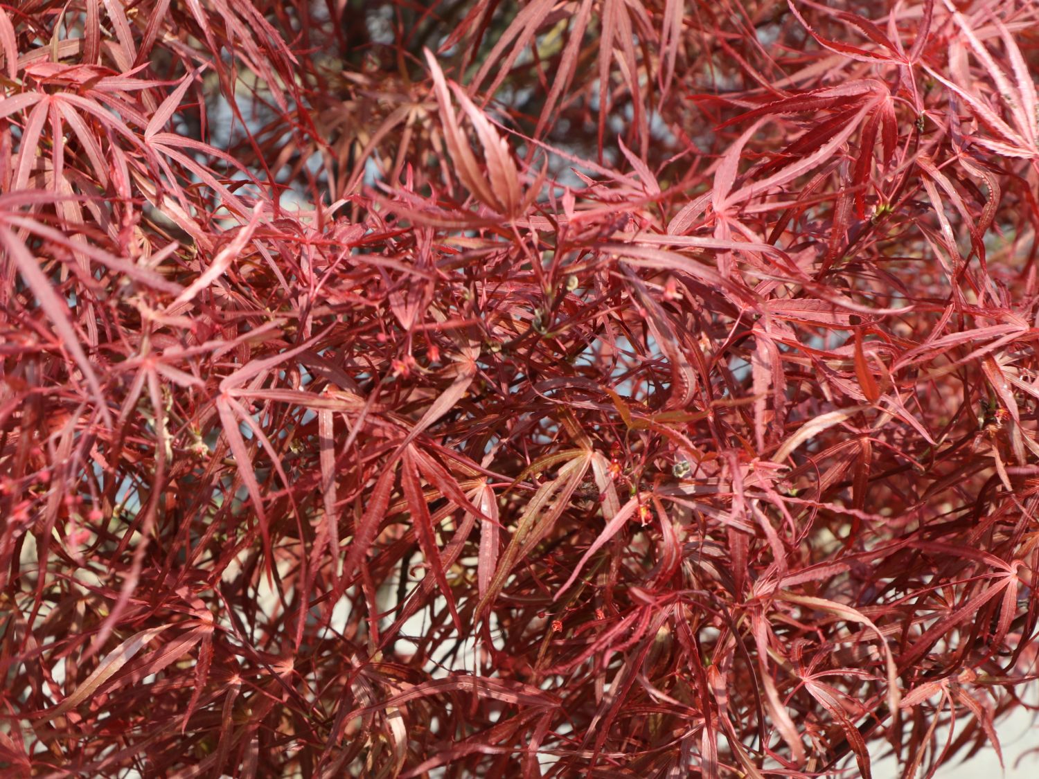 Fächerahorn 'Hupp's Red Willow' - Acer palmatum 'Hupp's Red Willow'