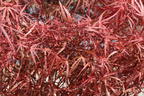 Fächerahorn 'Hupp's Red Willow' - Acer palmatum 'Hupp's Red Willow'
